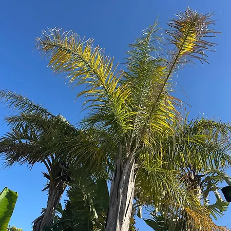 Couette-café Mavi Yengeç Butik